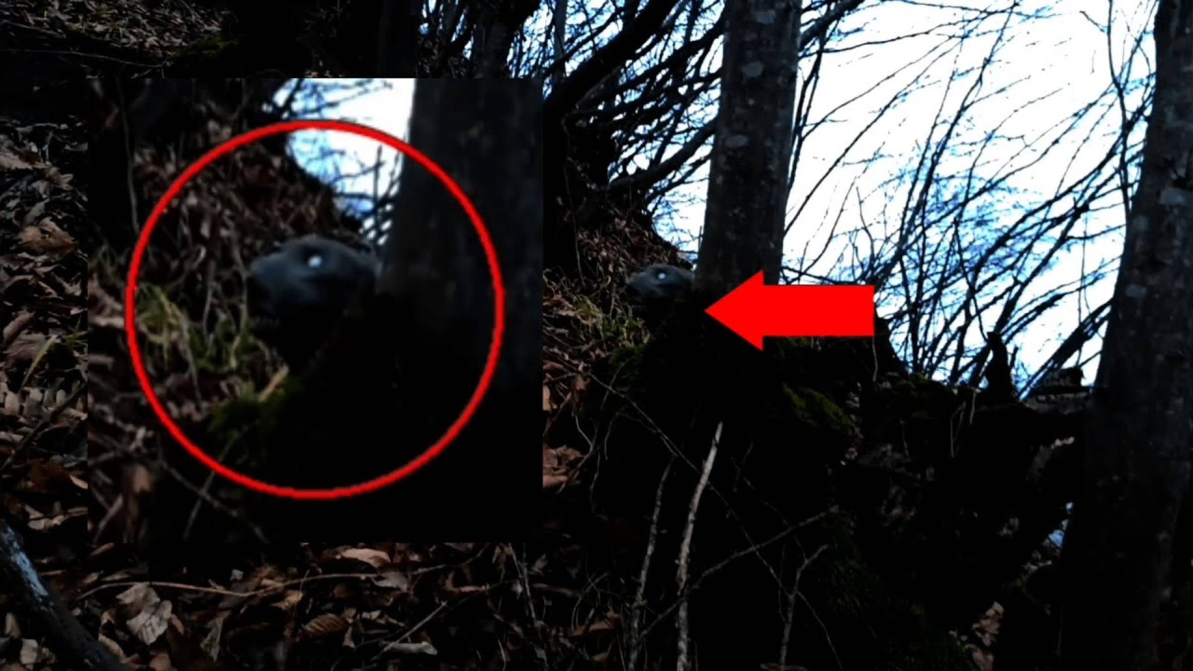 Неизвестное существо наблюдало за туристами Когда они гуляли и один из них заблудился
