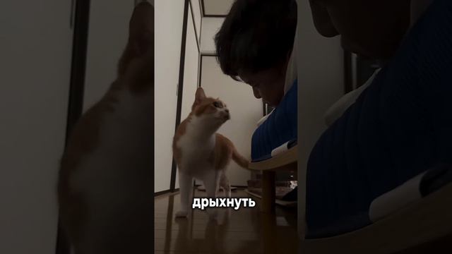 Забавные видео