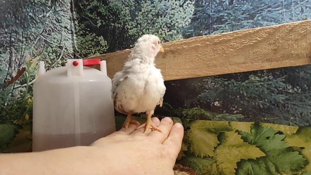 Малазийская серама ручные цыплята