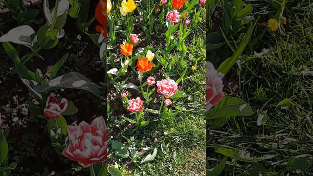 Таропутешествие #путешествие #таро #весна #отдых #парк #природа #shortsvideo #цветы #tarot