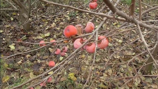 Хурма.Немного о сборе урожая. +мелочи.