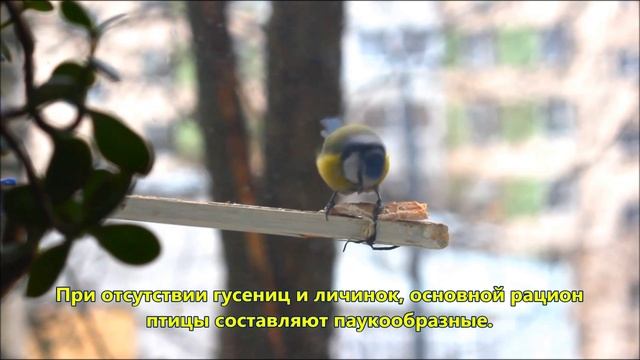 Про лазоревок