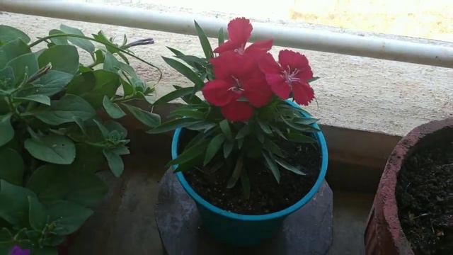 Petunias grown from seeds have started to bloom with a tiny hummingbird enjoying in my paradise🌸🐦