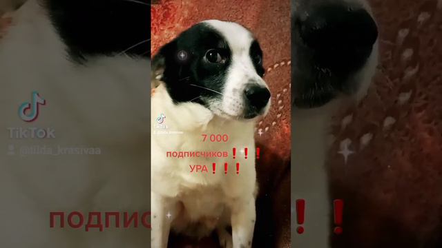 УРА❗️❗️❗️ 7 000 подписчиков❗️❗️❗️