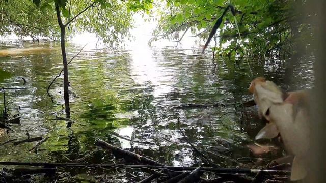 Закидушка против поплавочной удочки. Ловим карпа на кукурузу.