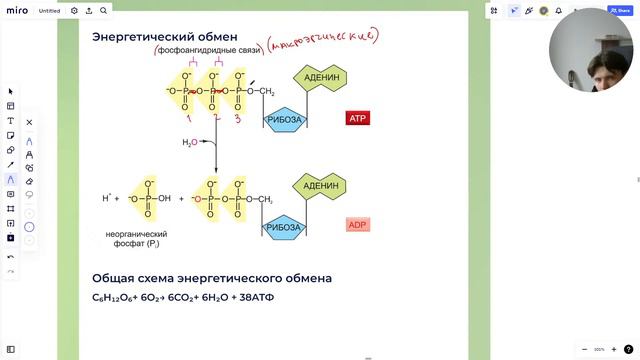 НА ПРЕДЕЛЕ ПО БИОЛОГИИ | "ЦИТОЛОГИЯ" | ДЕНЬ 1