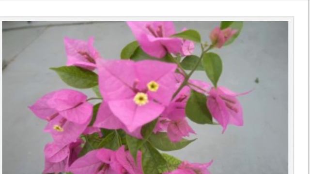 35 VARIETIES OF BOUGAINVILLEA OR BUGAMBILLIA BY COLOR + Colorful Ornamental Plqmts #bougainvillea