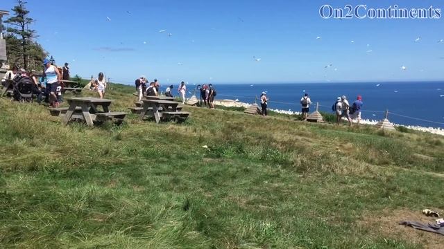 Bonaventure Island, Gaspe Peninsula in Quebec, Canada - The Largest Sea Bird Colony In North Americ