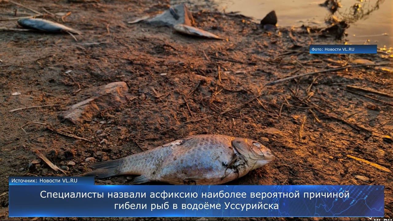 Асфиксия - причина гибели рыб в водоёме Уссурийска