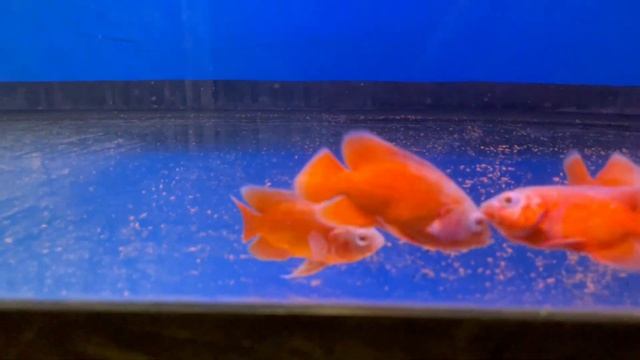 Oscar chilli red/Красный астронотус