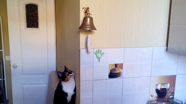 Копия видео "Кошка звонит в колокол"