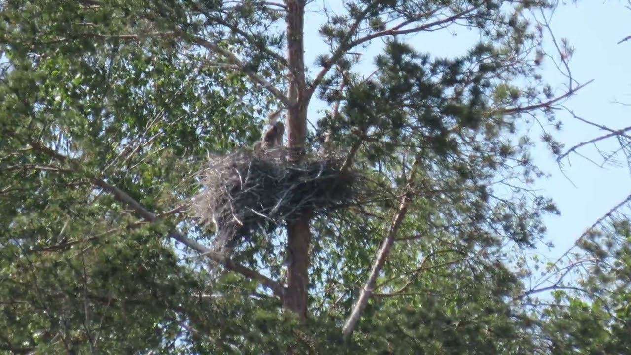 Серая цапля (Ardea cinerea)
