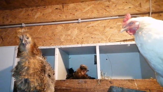 Вывод цыплят, на 22 день почти закончился.