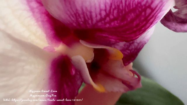 Повторное опыление орхидеи, результат на третий день #опылениеорхидеи
