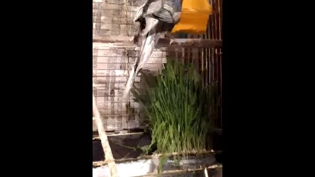 Свежая трава для животных