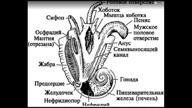 Брюхоногие моллюски (вообще)