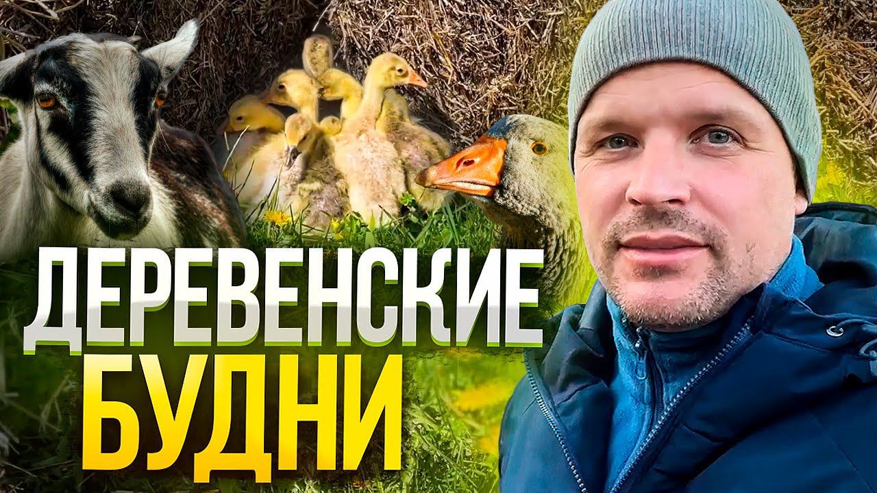 Деревенские будни.