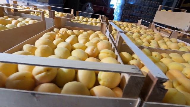 Купили 3 тонны абрикосов для детских домов Գնել ենք 3 տոննա ծիրան մանկատների համար