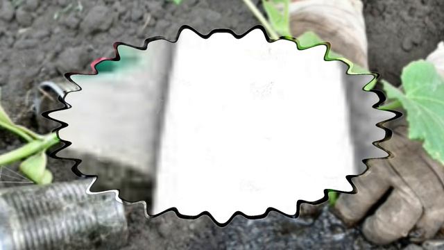 Выращиваем огурцы рассадой