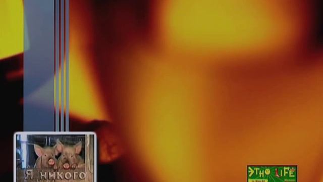 "Я никого не ем!"  Вегетарианская уха