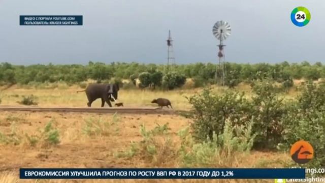 Детеныш буйвола прогнал огромного слона