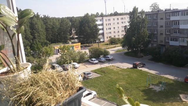 О цветочке, котёнке, аллергии и исчезнувшем хомяке