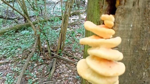 Сбор трутовика серно-желтого в июне.