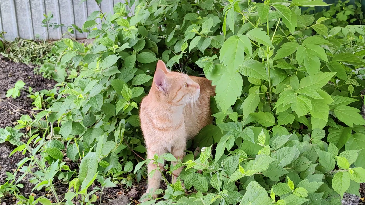 Кошки возделывают огород.