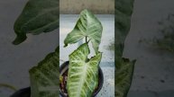 Begginer series part-3 Syngonium/arrow head