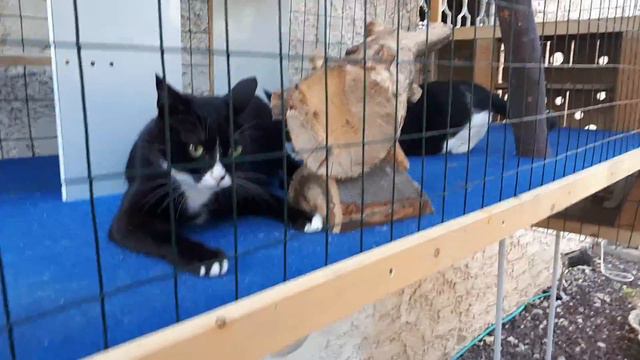 Catnip in action - кошачья мята в действии