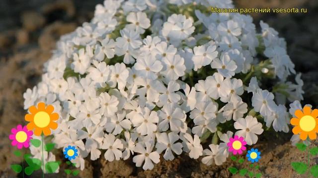 Флокс шиловидный Уайт Делайт. Краткий обзор описание характеристик phlox subulata White Delight