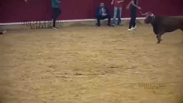 ШОК!!! ПОСАДИЛ НА РОГА
