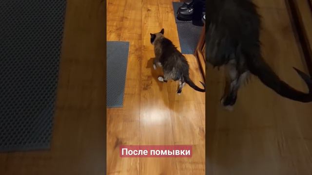 #животные #кот #любимка #лунка #красота #тайская #shortscat