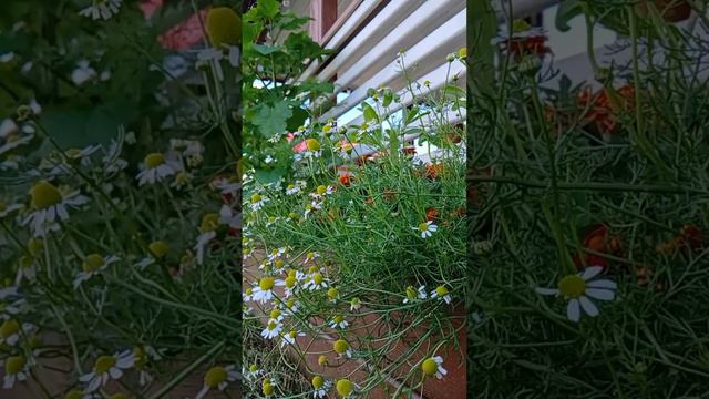 Мои лечебные ромашки#моицветочкиавгуст2024
🌼🌼🌼