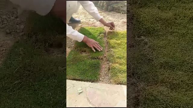 GREEN MASTER JAVEED AWAN IF YOU WANT OK PLEASE SMS TIPE