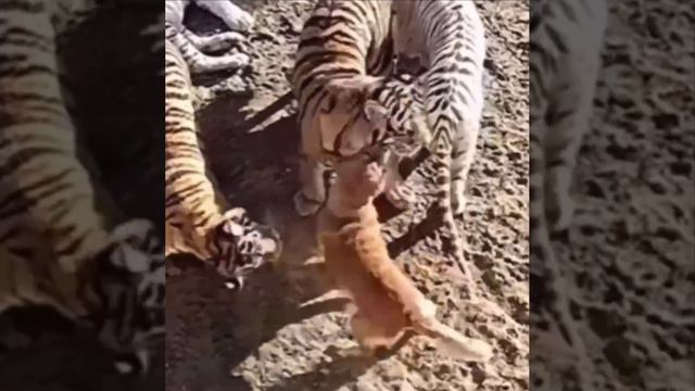 Лабрадор и золотистый ретривер выкормили тигрят, которые потеряли свою маму.
