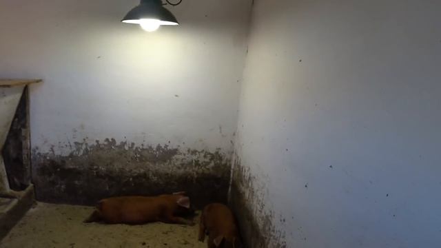 ОТДАМ хряка дюрок,делаю дезинфекцию,для лохов,купил ячмень