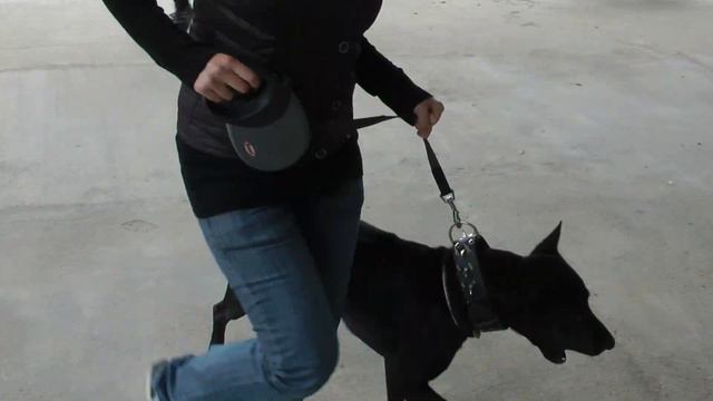 3. THAI ridgeback DAY - Owner´s Show - running at the ring with BLUE SURPRISE