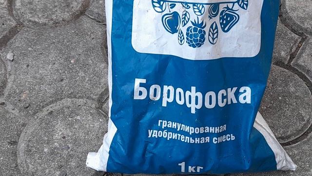 Любимая подкормка для клубники после обрезки: Внеси в августе и получи крупные и сладкие ягоды