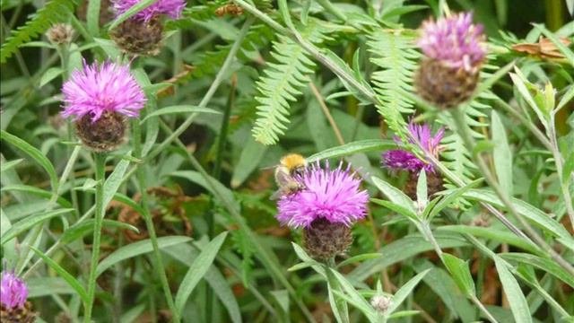 CLARA HAYES TELLS ALL ABOUT BUMBLEBEES
