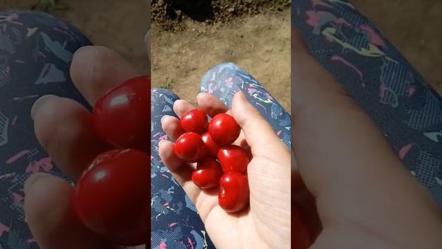 Черешня ????#черешня #дача #точтоялюблю #мамочки #ахтубинск #астрахань #мамавдекрете #мамасыночка