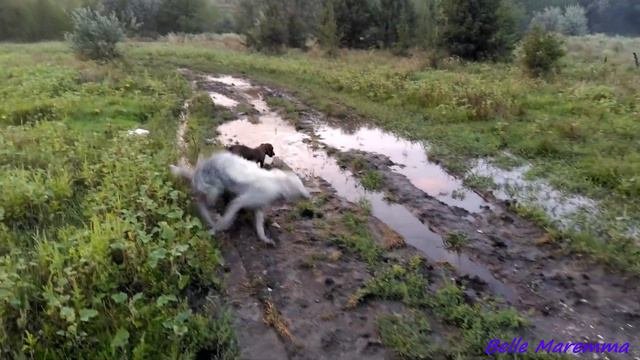 Belle Maremma Wallows In A Puddle.Белль Маремма валяется в луже