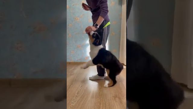 щенок австралийская овчарка свободен #аусси #австралийскаяовчарка #щенки #aussi #щенкиркф