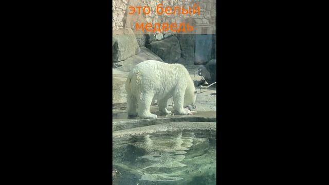Раша зоо??
