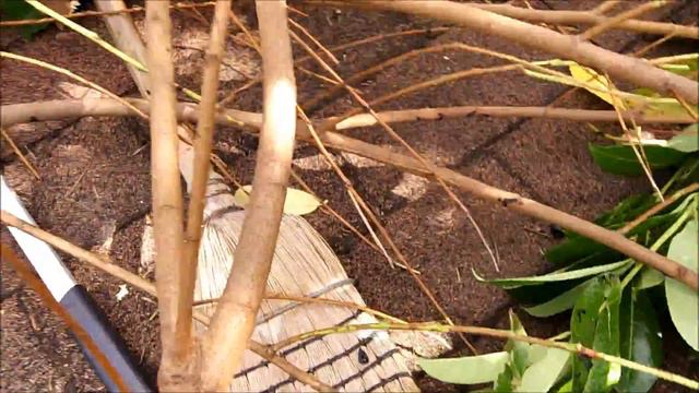 How To Chainsaw Tree Limbs On Roof and Clear Invasive Ivy