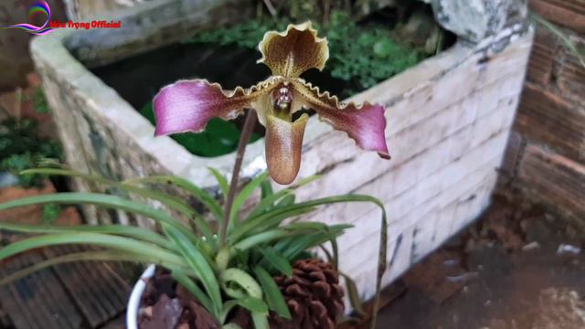 Lan rừng - phần 2|| Hài vệ nữ - Paphiopedilum hirsutissimum. Top lan hài đáng sưu tầm.