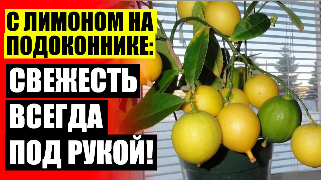 Что можно вырастить из косточки в домашних условиях ❕ Отросток лимона ☑