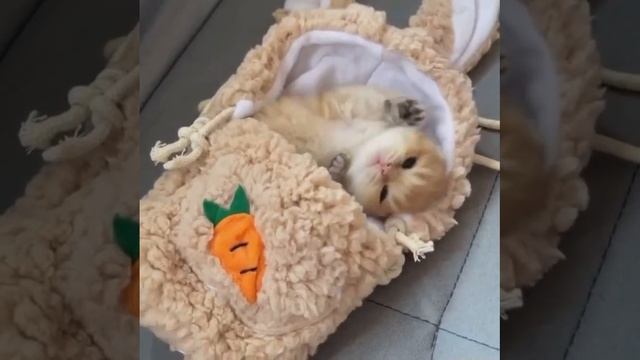 котик спит!