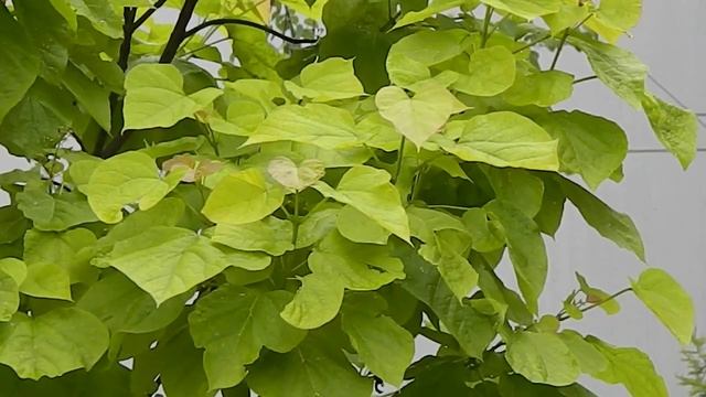 Catalpa bignonioides Aurea