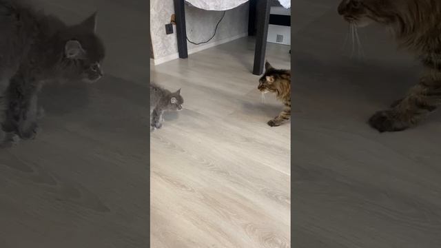 коты тогда встретились в первый раз